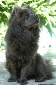 Chow Chow Azulado