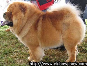 Cuerpo del chow chow